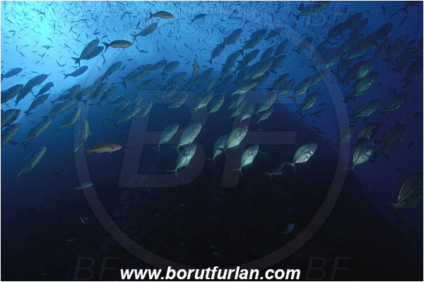 Roca Partida, Socorro, Mexico, Pacific ocean, Caranx caballus, Caranx, Carangidae, Green Trevally, Green Jack, Trevally, Jack, Fish, Reef, Wall, Fish school
