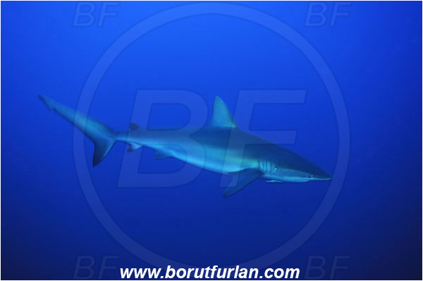 Roca Partida, Socorro, Mexico, Pacific ocean, Carcharhinus galapagensis, Carcharhinus, Carcharhinidae, Elasmobranchii, Galapagos shark, Shark, Fish