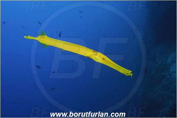 Roca Partida, Socorro, Mexico, Pacific ocean, Aulostomus chinensis, Aulostomus, Aulostomidae, Chinese trumpetfish, Trumpetfish, Fish, Reef