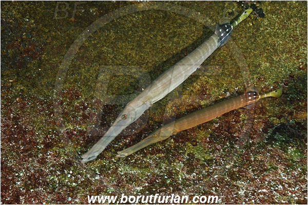 Roca Partida, Socorro, Mexico, Pacific ocean, Aulostomus chinensis, Aulostomus, Aulostomidae, Chinese trumpetfish, Trumpetfish, Fish, Reef