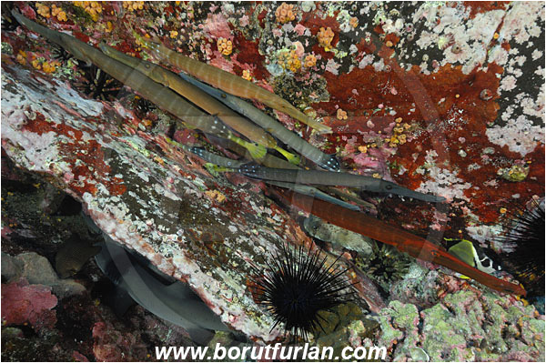 Roca Partida, Socorro, Mexico, Pacific ocean, Aulostomus chinensis, Aulostomus, Aulostomidae, Chinese trumpetfish, Trumpetfish, Fish, Reef