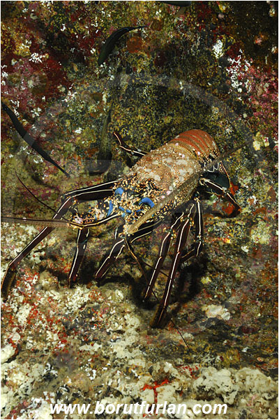 Roca Partida, Socorro, Mexico, Pacific ocean, Panulirus penicillatus, Panulirus, Palinuridae, Decapoda, Crustacea, Crustacean, Pronghorn spiny lobster, Spiny lobster, Lobster