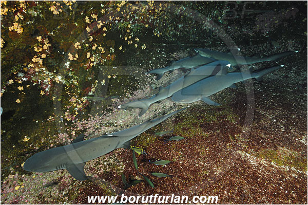Roca Partida, Socorro, Mexico, Pacific ocean, Triaenodon obesus, Triaenodon, Carcharhinidae, Elasmobranchii, Whitetip reef shark, Shark, Fish, Reef