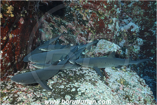Roca Partida, Socorro, Mexico, Pacific ocean, Triaenodon obesus, Triaenodon, Carcharhinidae, Elasmobranchii, Whitetip reef shark, Shark, Fish, Reef