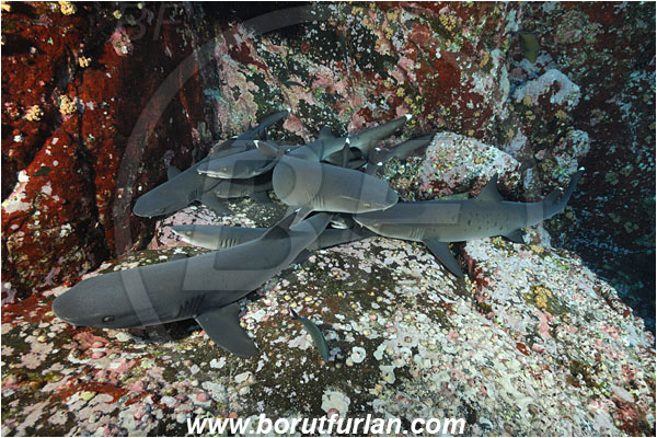 Roca Partida, Socorro, Mexico, Pacific ocean, Triaenodon obesus, Triaenodon, Carcharhinidae, Elasmobranchii, Whitetip reef shark, Shark, Fish, Reef