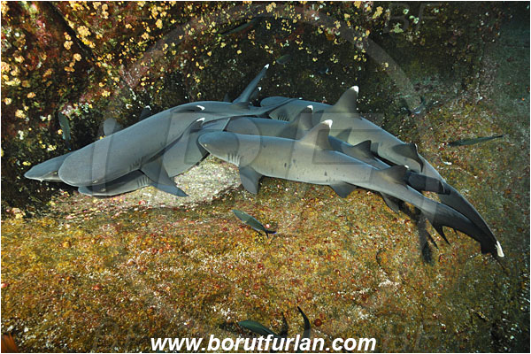 Roca Partida, Socorro, Mexico, Pacific ocean, Triaenodon obesus, Triaenodon, Carcharhinidae, Elasmobranchii, Whitetip reef shark, Shark, Fish, Reef