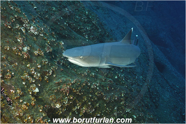 Roca Partida, Socorro, Mexico, Pacific ocean, Triaenodon obesus, Triaenodon, Carcharhinidae, Elasmobranchii, Whitetip reef shark, Shark, Fish, Reef