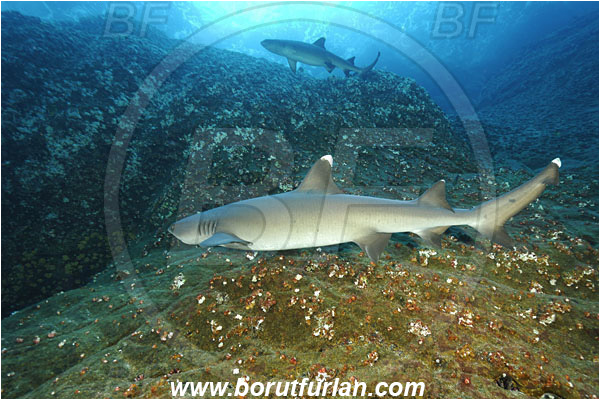 Roca Partida, Socorro, Mexico, Pacific ocean, Triaenodon obesus, Triaenodon, Carcharhinidae, Elasmobranchii, Whitetip reef shark, Shark, Fish, Reef