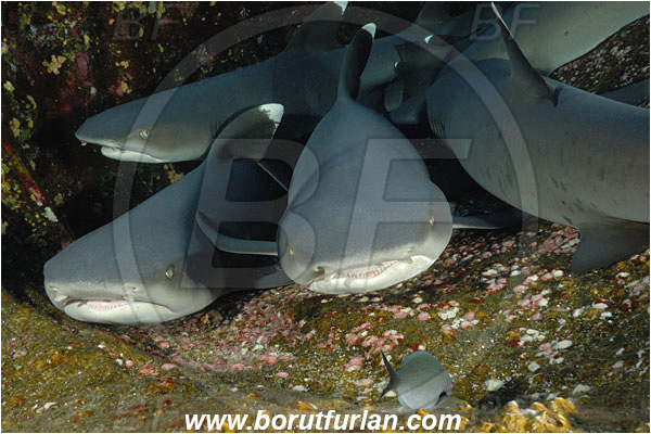 Roca Partida, Socorro, Mexico, Pacific ocean, Triaenodon obesus, Triaenodon, Carcharhinidae, Elasmobranchii, Whitetip reef shark, Shark, Fish, Reef