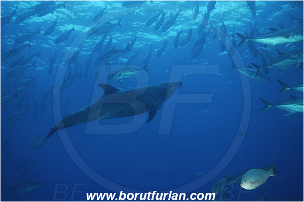 San Benedicto, Socorro, Mexico, Pacific ocean, Tursiops truncatus, Tursiops, Delphinidae, Mammalia, Mammalian, Bottlenose Dolphin, Dolphin, Caranx sexfasciatus, Caranx, Carangidae, Bigeye trevally, Trevally, Fish, Fish school