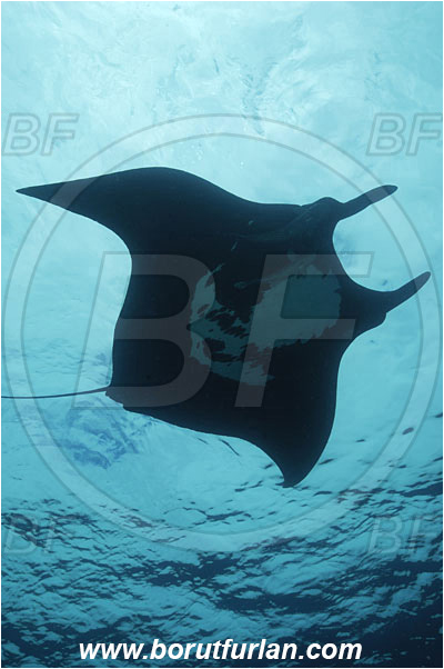 San Benedicto, Socorro, Mexico, Pacific ocean, Mobula birostris, Mobula, Myliobatidae, Elasmobranchii, Giant Manta, Manta, Fish