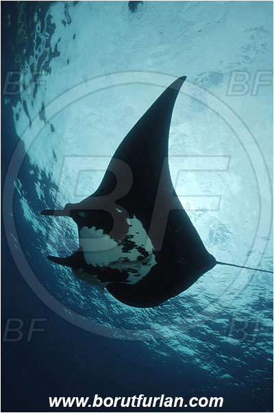 San Benedicto, Socorro, Mexico, Pacific ocean, Mobula birostris, Mobula, Myliobatidae, Elasmobranchii, Giant Manta, Manta, Fish