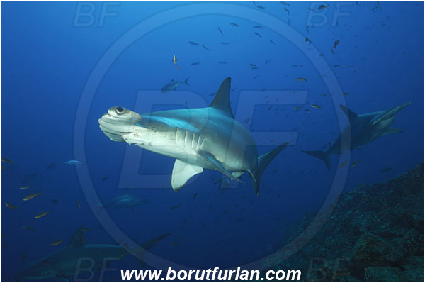 San Benedicto, Socorro, Mexico, Pacific ocean, Sphyrna lewini, Sphyrna, Sphyrnidae, Elasmobranchii, Scalloped Hammerhead, Hammerhead, Fish