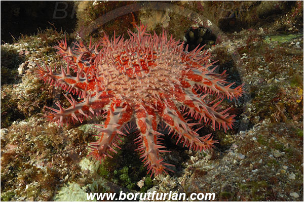 San Benedicto, Socorro, Mexico, Pacific ocean, Acanthaster planci, Acanthaster, Crown-of-Thorns Starfish, Acanthasteridae, Asteroidea, Echinodermata, Echinoderm