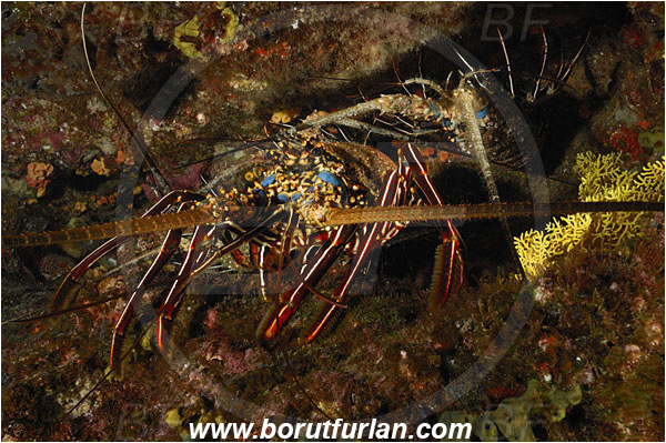 San Benedicto, Socorro, Mexico, Pacific ocean, Panulirus penicillatus, Panulirus, Palinuridae, Decapoda, Crustacea, Crustacean, Pronghorn spiny lobster, Spiny lobster, Lobster