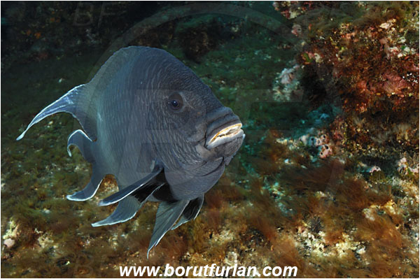 San Benedicto, Socorro, Mexico, Pacific ocean, Microspathodon dorsalis, Microspathodon, Pomacentridae, Giant damselfish, Damselfish, Fish