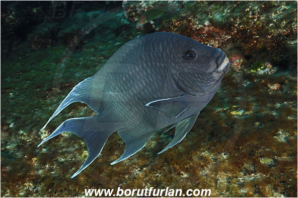 San Benedicto, Socorro, Mexico, Pacific ocean, Microspathodon dorsalis, Microspathodon, Pomacentridae, Giant damselfish, Damselfish, Fish
