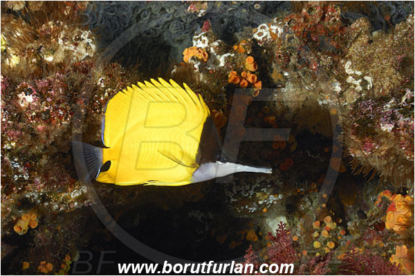 San Benedicto, Socorro, Mexico, Pacific ocean, Forcipiger flavissimus, Forcipiger, Chaetodontidae, Longnose Butterflyfish, Butterflyfish, Fish