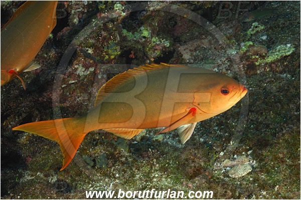 San Benedicto, Socorro, Mexico, Pacific ocean, Paranthias colonus, Paranthias, Serranidae, Pacific creole-fish, Creole-fish, Fish