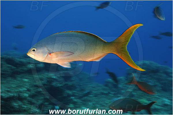 San Benedicto, Socorro, Mexico, Pacific ocean, Paranthias colonus, Paranthias, Serranidae, Pacific creole-fish, Creole-fish, Fish
