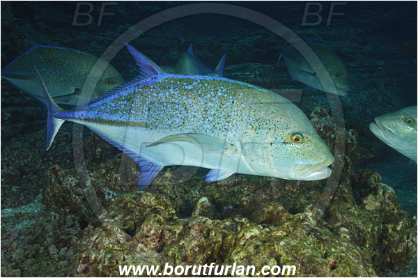 San Benedicto, Socorro, Mexico, Pacific ocean, Caranx melampygus, Caranx, Carangidae, Bluefin trevally, Trevally, Fish, Reef