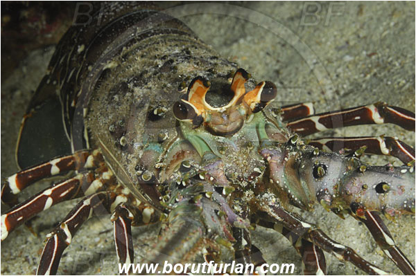 Cocos island, Costarica, Pacific ocean, Panulirus gracilis, Panulirus, Palinuridae, Decapoda, Crustacea, Crustacean, Green spiny lobster, Spiny lobster, Lobster