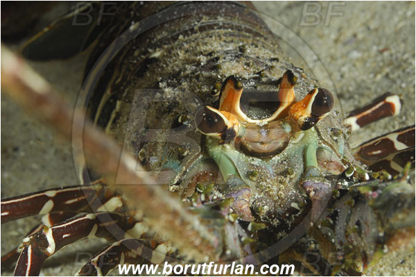 Cocos island, Costarica, Pacific ocean, Panulirus gracilis, Panulirus, Palinuridae, Decapoda, Crustacea, Crustacean, Green spiny lobster, Spiny lobster, Lobster, Portrait