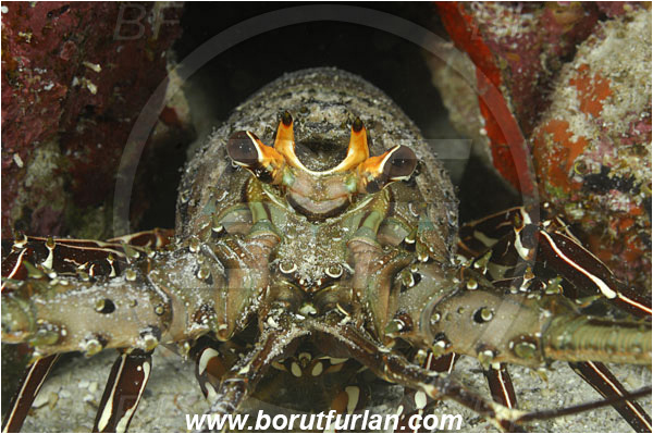 Cocos island, Costarica, Pacific ocean, Panulirus gracilis, Panulirus, Palinuridae, Decapoda, Crustacea, Crustacean, Green spiny lobster, Spiny lobster, Lobster, Portrait