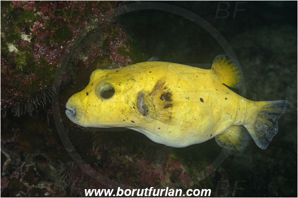 Cocos island, Costarica, Pacific ocean, Arothron meleagris, Arothron, Tetraodontidae, Guineafowl puffer, Puffer, Fish