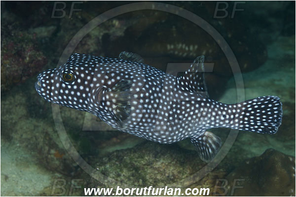 Cocos island, Costarica, Pacific ocean, Arothron meleagris, Arothron, Tetraodontidae, Guineafowl puffer, Puffer, Fish