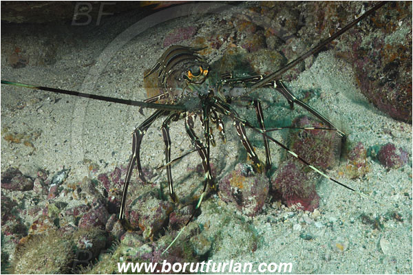 Cocos island, Costarica, Pacific ocean, Panulirus gracilis, Panulirus, Palinuridae, Decapoda, Crustacea, Crustacean, Green spiny lobster, Spiny lobster, Lobster