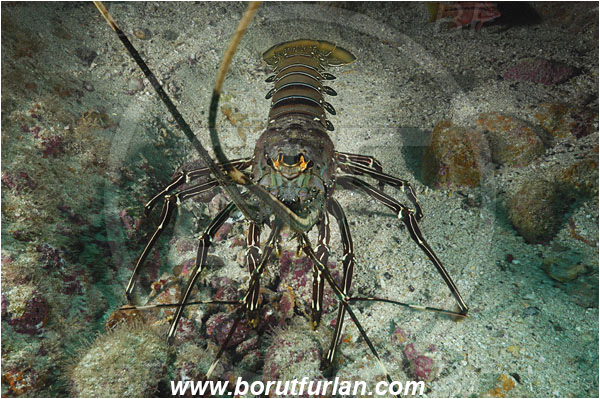 Cocos island, Costarica, Pacific ocean, Panulirus gracilis, Panulirus, Palinuridae, Decapoda, Crustacea, Crustacean, Green spiny lobster, Spiny lobster, Lobster