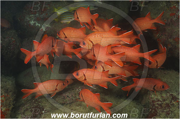 Cocos island, Costarica, Pacific ocean, Myripristis berndti, Myripristis, Holocentridae, Blotcheye soldierfish, Soldierfish, Fish, Fish school