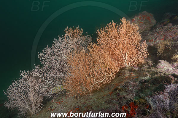 Cocos island, Costarica, Pacific ocean, Gorgoniidae, Anthozoa, Cnidaria, Cnidarian, Sea fan, Gorgonian, Reef