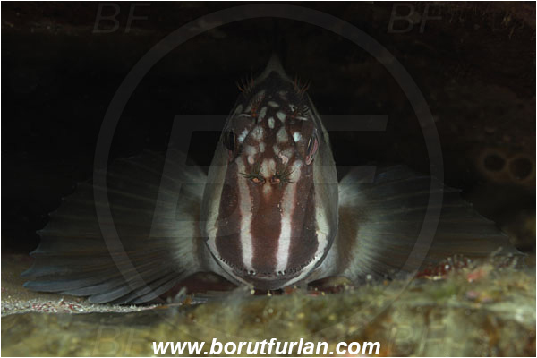 Cocos island, Costarica, Pacific ocean, Ophioblennius steindachneri, Ophioblennius, Blenniidae, Panamic Fanged Blenny, Blenny, Fish, Portrait