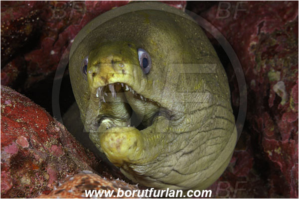 Cocos island, Costarica, Pacific ocean, Gymnothorax castaneus, Gymnothorax, Muraenidae, Panamic green moray, Moray, Fish, Portrait