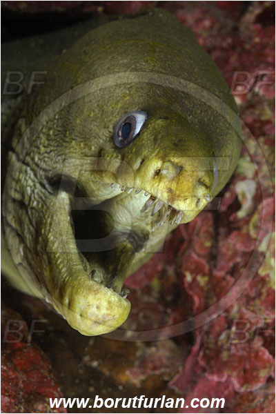 Cocos island, Costarica, Pacific ocean, Gymnothorax castaneus, Gymnothorax, Muraenidae, Panamic green moray, Moray, Fish, Portrait