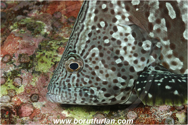 Cocos island, Costarica, Pacific ocean, Dermatolepis dermatolepis, Dermatolepis, Serranidae, Leather bass, Grouper, Fish, Portrait