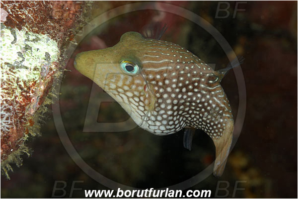 Cocos island, Costarica, Pacific ocean, Canthigaster punctatissima, Canthigaster, Tetraodontidae, Spotted Sharpnosed Puffer, Puffer, Fish
