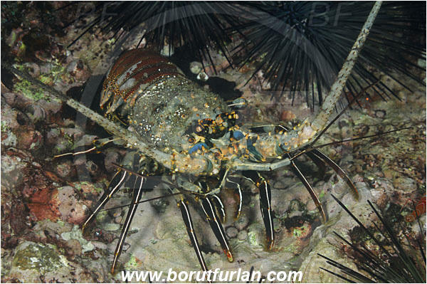 Cocos island, Costarica, Pacific ocean, Panulirus penicillatus, Panulirus, Palinuridae, Decapoda, Crustacea, Crustacean, Pronghorn spiny lobster, Spiny lobster, Lobster