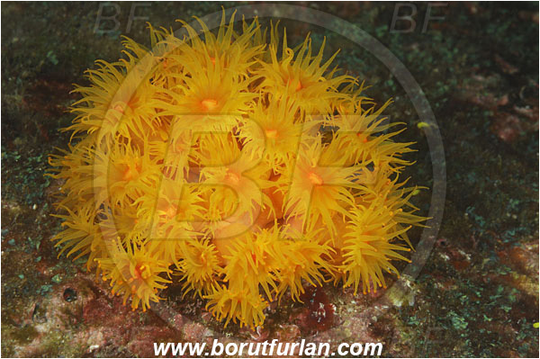 Cocos island, Costarica, Pacific ocean, Tubastraea coccinea, Tubastraea, Dendrophylliidae, Sun coral, Cup coral, Anthozoa, Cnidaria, Cnidarian