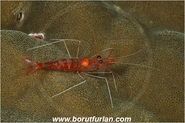 Cocos island, Costarica, Pacific ocean, Decapoda, Shrimp, Crustacea, Crustacean, Unidentified