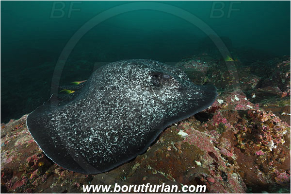 Cocos island, Costarica, Pacific ocean, Taeniura meyeni, Taeniura, Dasyatidae, Elasmobranchii, Round ribbontail ray, Ray, Fish, Reef