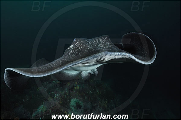 Cocos island, Costarica, Pacific ocean, Taeniura meyeni, Taeniura, Dasyatidae, Elasmobranchii, Round ribbontail ray, Ray, Fish, Reef