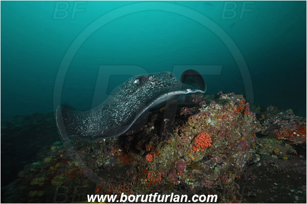 Cocos island, Costarica, Pacific ocean, Taeniura meyeni, Taeniura, Dasyatidae, Elasmobranchii, Round ribbontail ray, Ray, Fish, Reef
