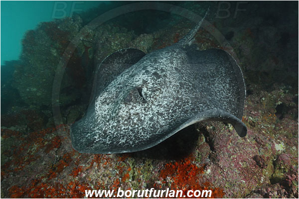 Cocos island, Costarica, Pacific ocean, Taeniura meyeni, Taeniura, Dasyatidae, Elasmobranchii, Round ribbontail ray, Ray, Fish, Reef