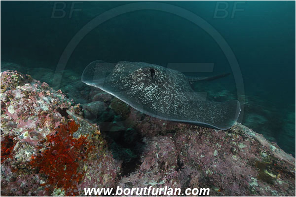Cocos island, Costarica, Pacific ocean, Taeniura meyeni, Taeniura, Dasyatidae, Elasmobranchii, Round ribbontail ray, Ray, Fish, Reef