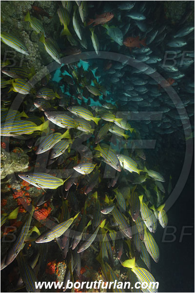 Cocos island, Costarica, Pacific ocean, Lutjanus viridis, Lutjanus, Lutjanidae, Blue and gold snapper, Snapper, Fish, Fish school, Reef, Cave, Lutjanus jordani, Jordan