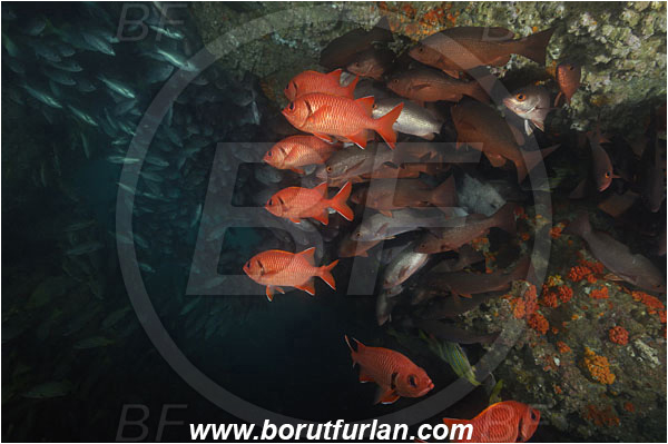 Cocos island, Costarica, Pacific ocean, Myripristis berndti, Myripristis, Holocentridae, Blotcheye soldierfish, Soldierfish, Fish, Fish school, Cave, Lutjanus jordani, Jordan