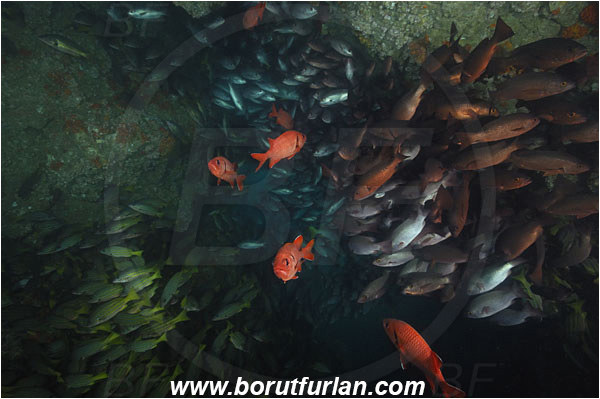 Cocos island, Costarica, Pacific ocean, Myripristis berndti, Myripristis, Holocentridae, Blotcheye soldierfish, Soldierfish, Fish, Fish school, Cave, Lutjanus jordani, Jordan